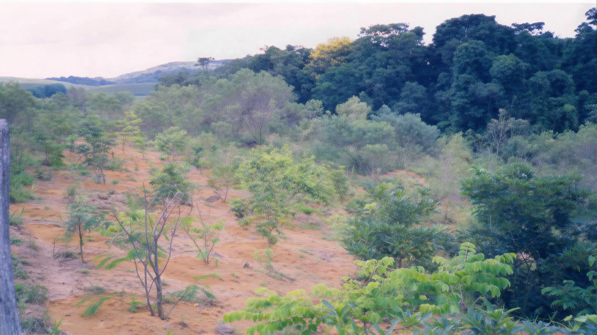 Antiga área minerada com plantio de espécies nativas em desenvolvimento
